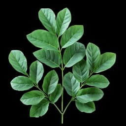 leaf
