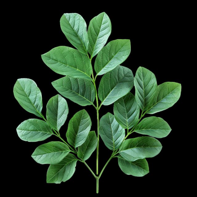 leaf